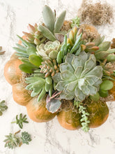 Load image into Gallery viewer, DIY Kit: Succulents Only
