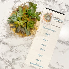 Load image into Gallery viewer, DIY Kit: Succulents Only
