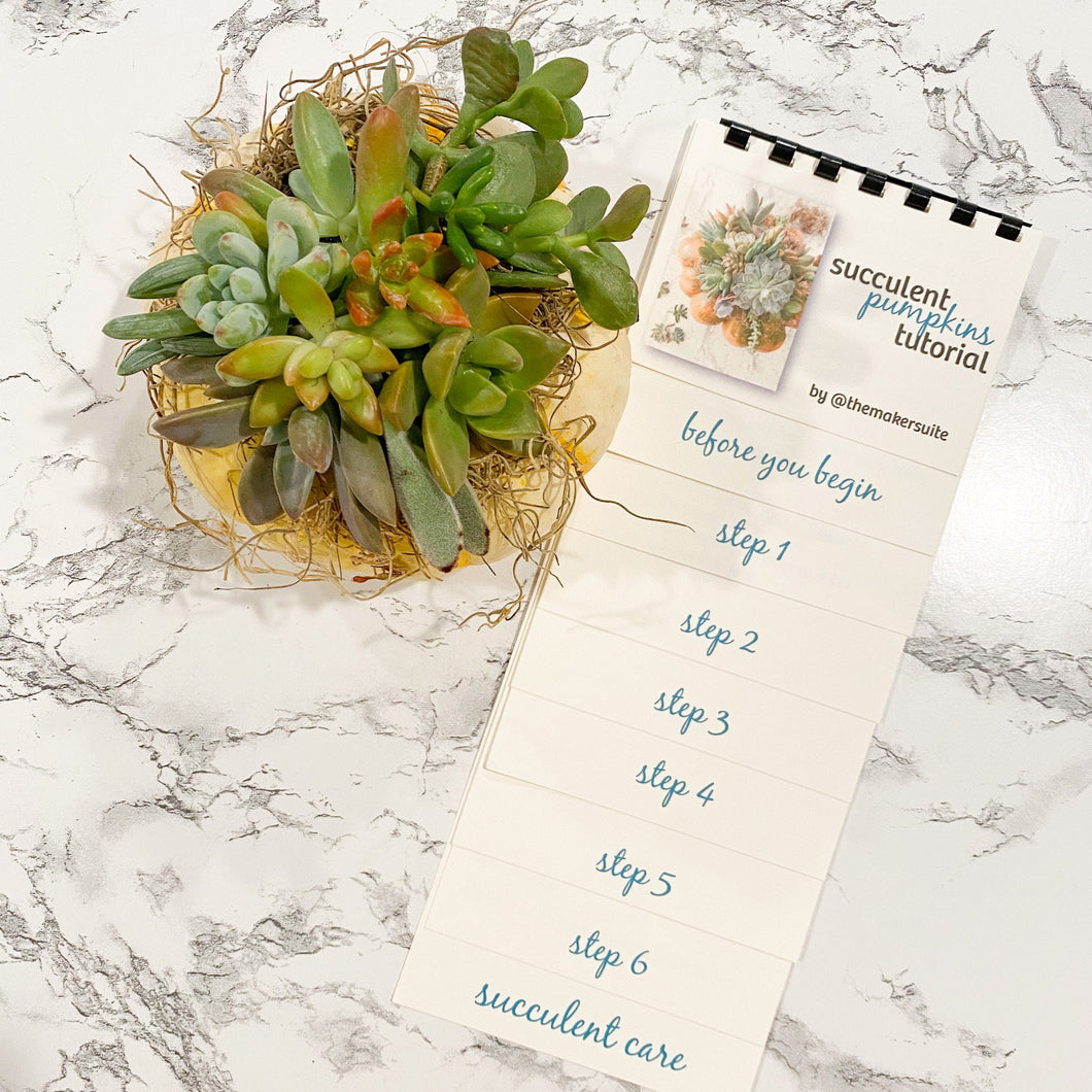 DIY Kit: Succulents Only