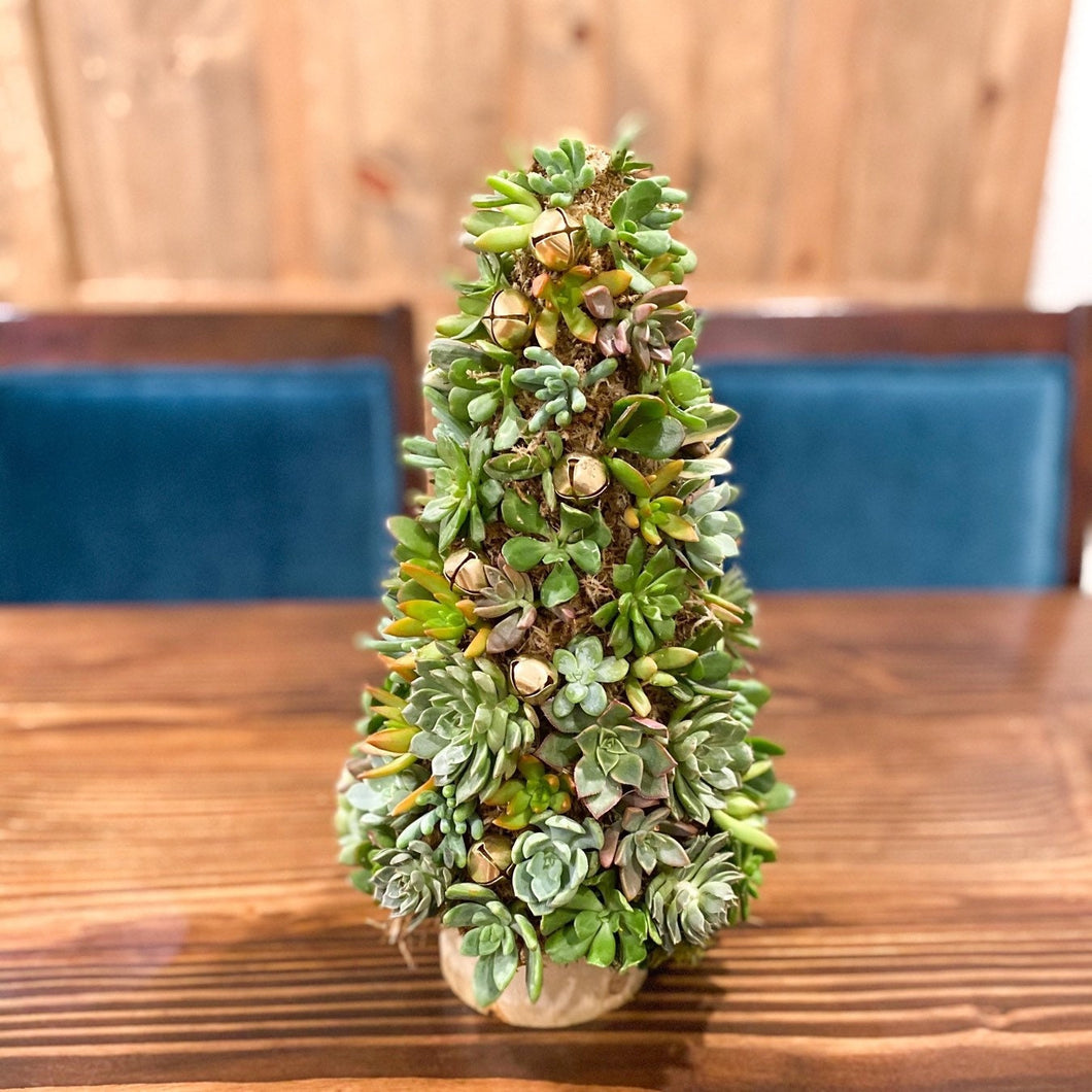 DIY Living Succulent Tree Kit
